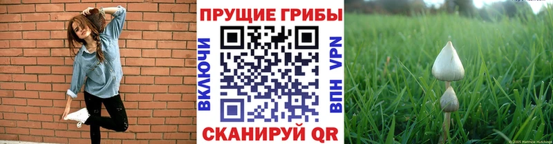 Галлюциногенные грибы Cubensis Купить где Сычёвка
